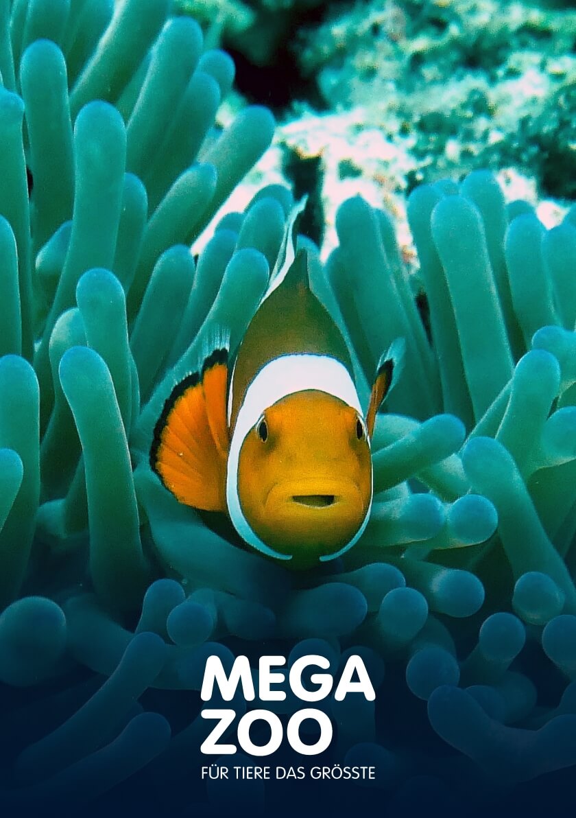 img_megazoo.jpg.png