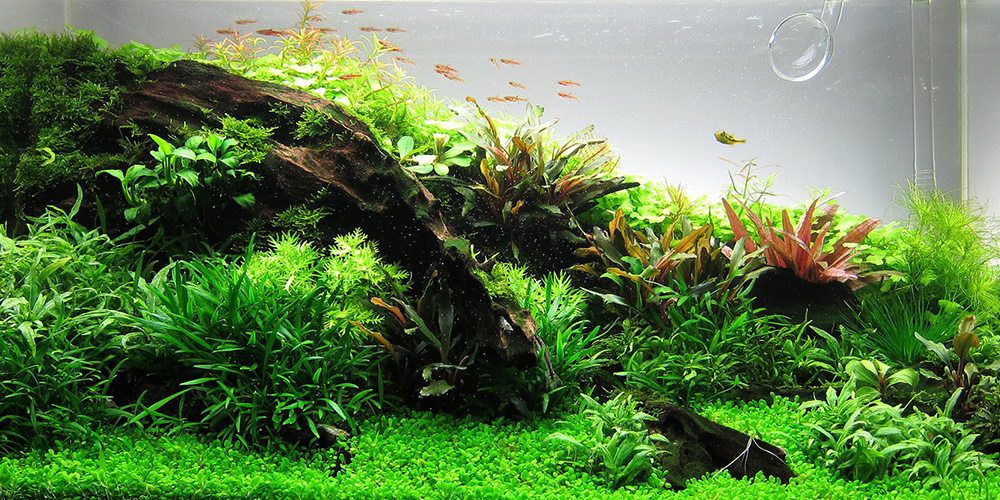 Aquasabi Aquarium Aqurium